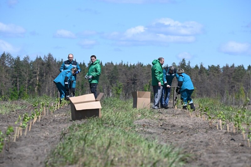Работы по посадке саженцев быстрорастущего тополя.