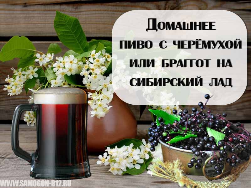 Домашнее пиво с черёмухой или браггот на сибирский лад. Коллаж автора ©