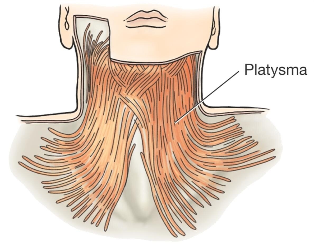 Подкожная мышца шеи platysma