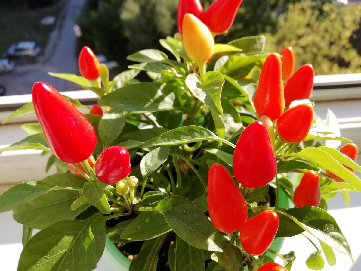 Фото из личного архива автора. 