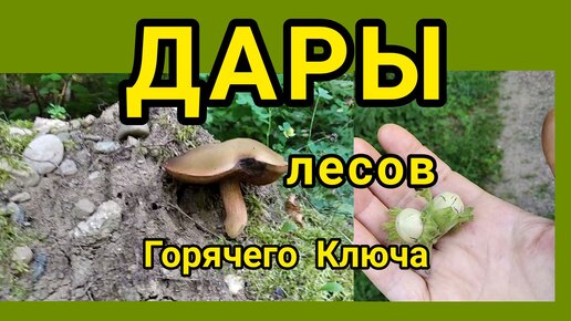 Дары лесов в предгорьях Кавказа. Окрестности Горячего Ключа.