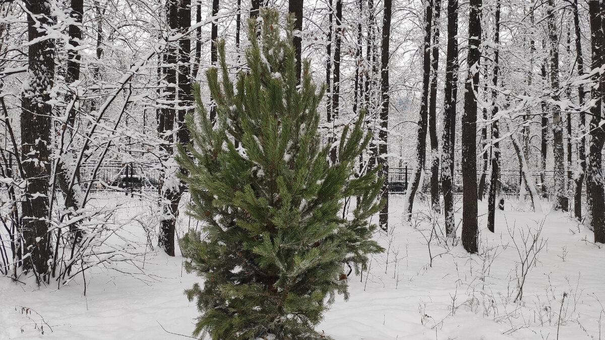 Привет, дорогие мои! Конечно, сегодня погода в городе отдалённо напоминает Зимнюю сказку. Но вчера это было что-то с чем-то! Это была настоящая зимняя сказка! Снег был такой мягкий и пушистый.