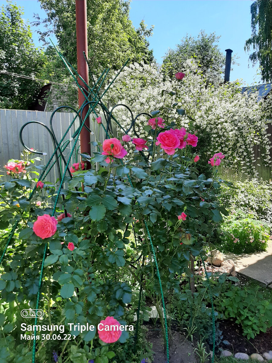 Розариум Ютерзен и Парад 