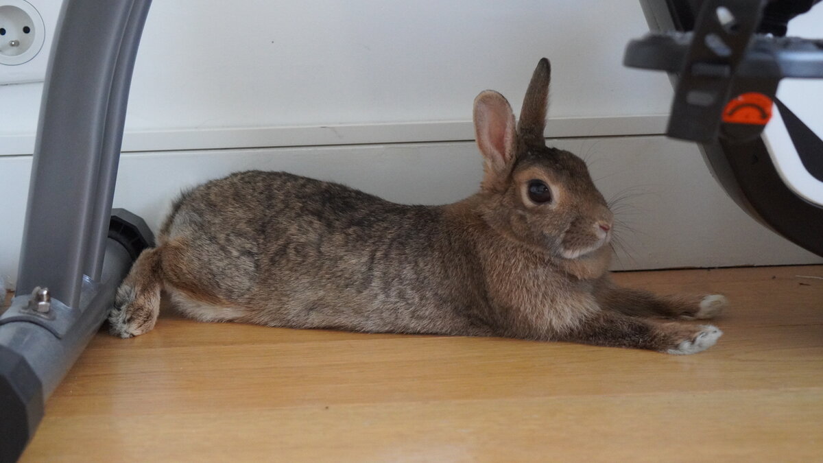 Бубу прилегла отдохнуть, после разведки. 