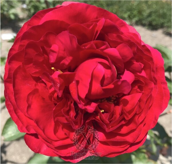 Drusus ( Joshua Scholten, 2022 )