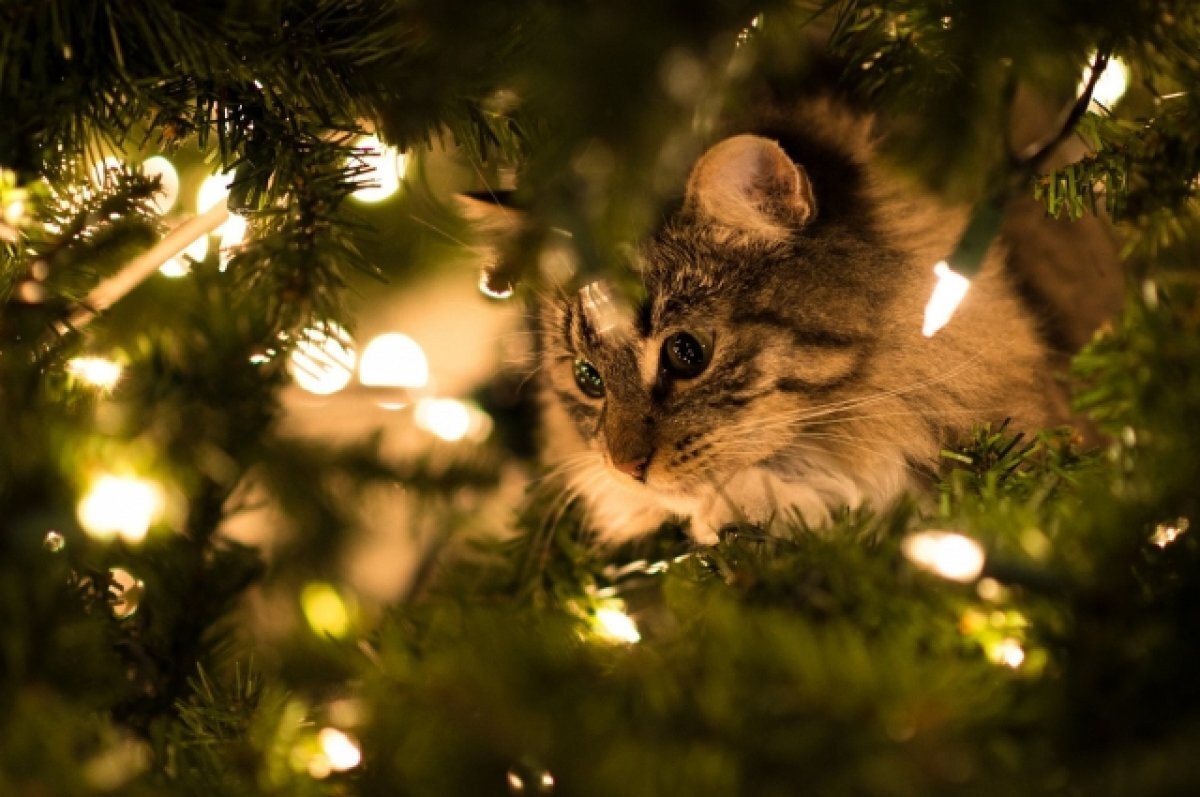    Вплоть до летального исхода. Новогодние напасти братьев наших меньших