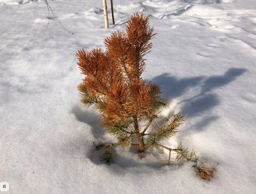 Что случилось с сосёнкой без жара-пожара