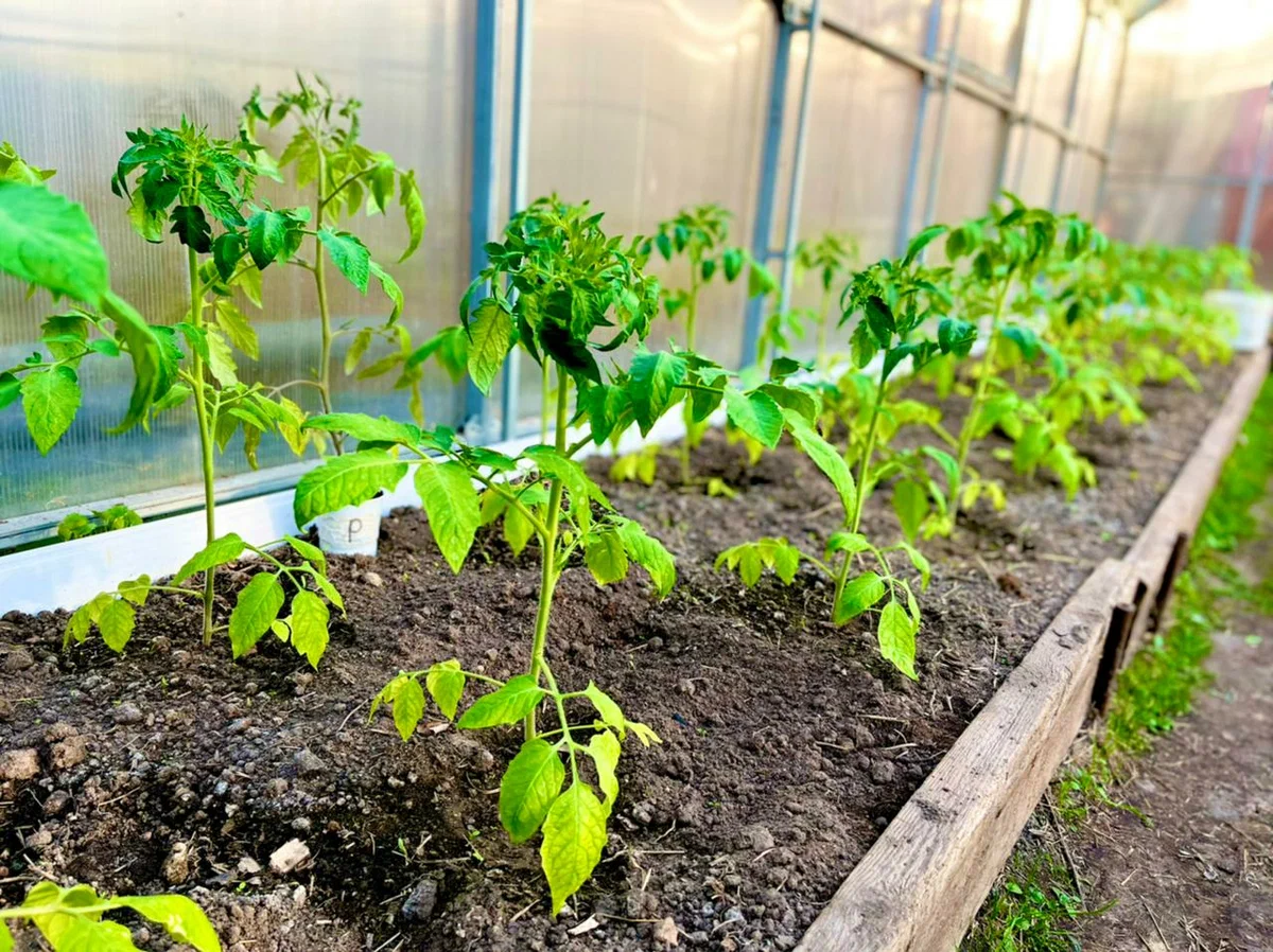 Секреты выращивания томатов в закрытом грунте