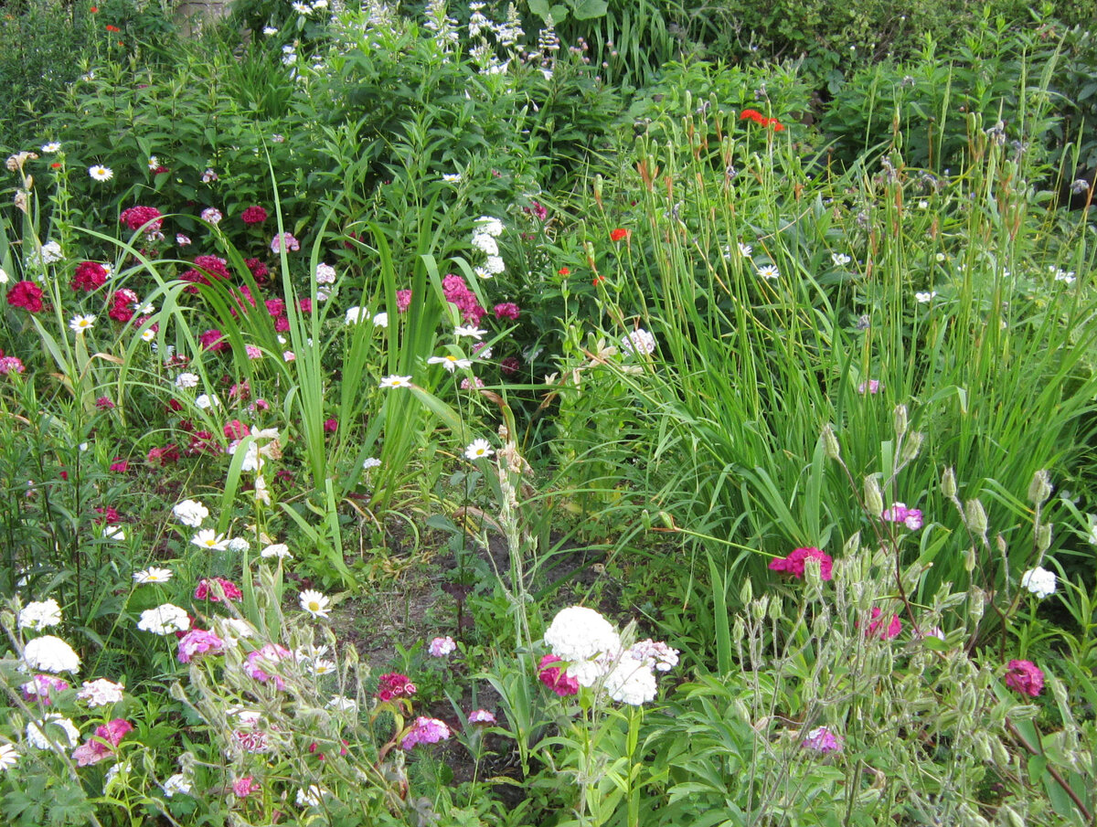 Да, куст какого-то злака. Это надо запомнить.