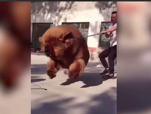 Тибетский мастиф 