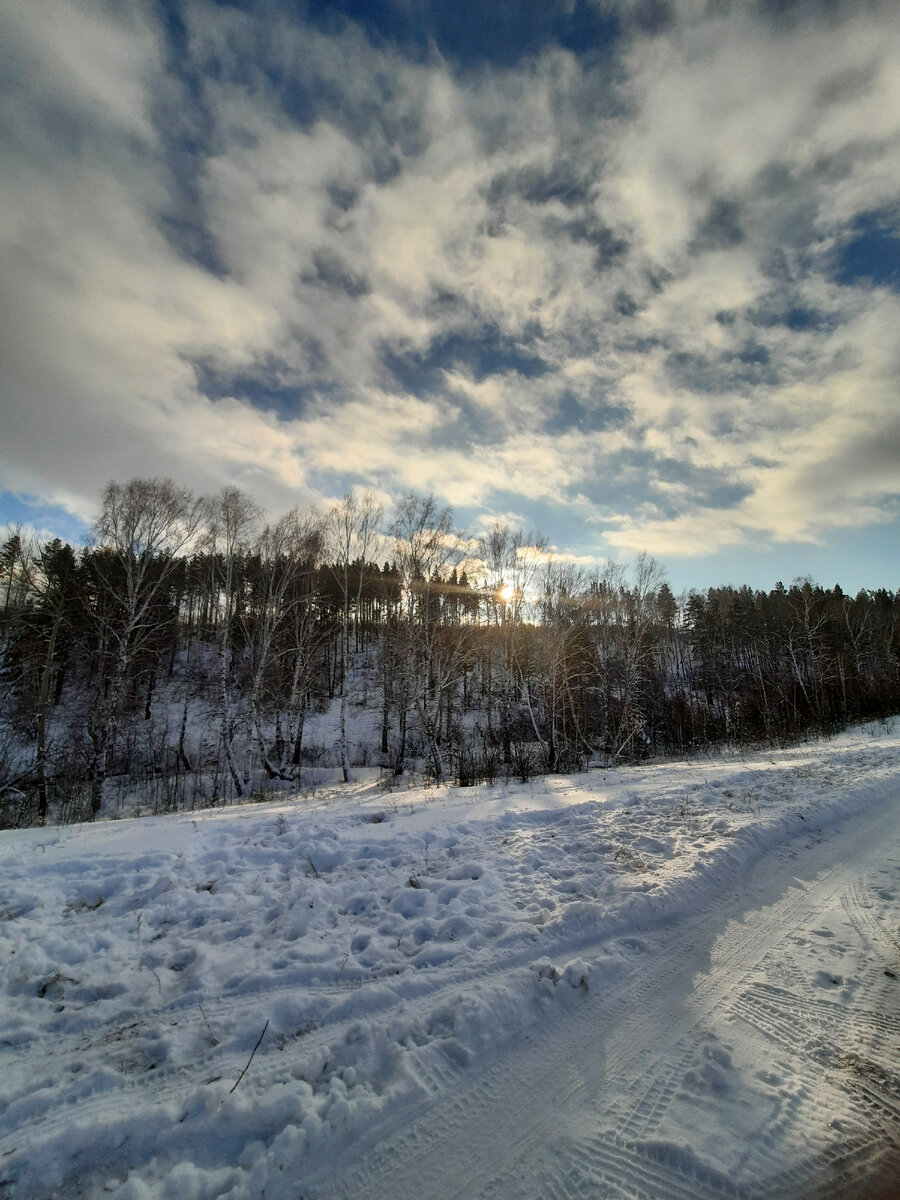 Фото автора.Рождественский лес.