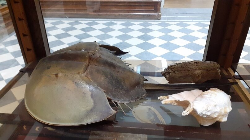 Представители трилобитов из зоомузея. 1 из 2