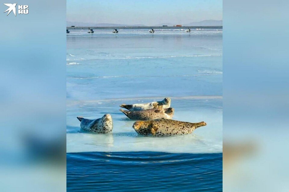     Морские животные наслаждались теплым днем. Фото: предоставил «КП» Виктор О.