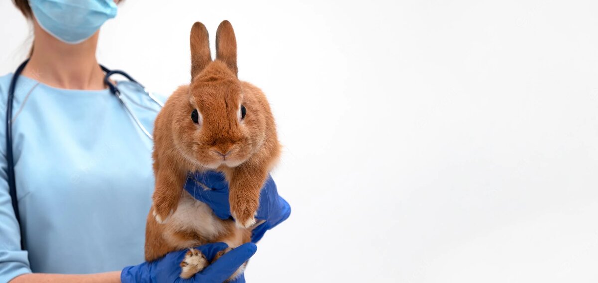 лечение и болезни кроликов