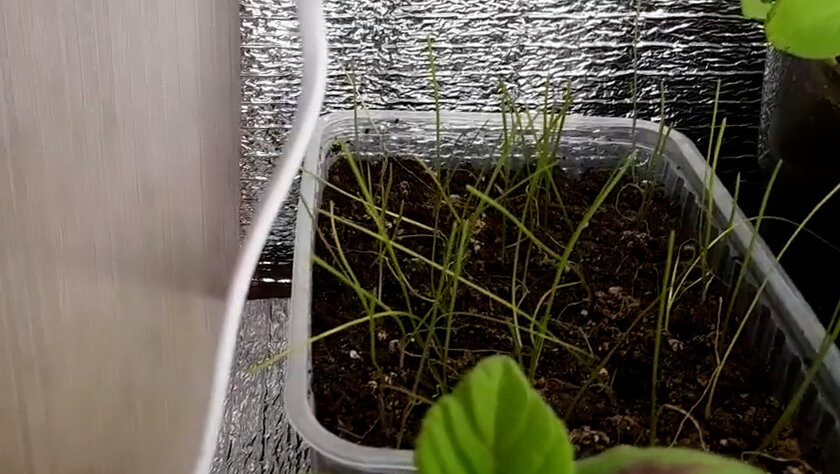 Рассада лука Эксибишен на 5 апреля