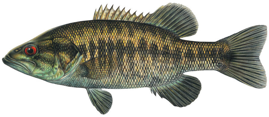 Micropterus notius