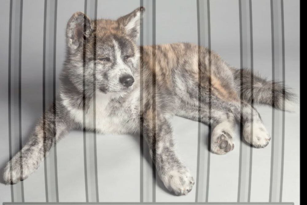 Увы, это не Гром, подобрала пёсю по описанию.