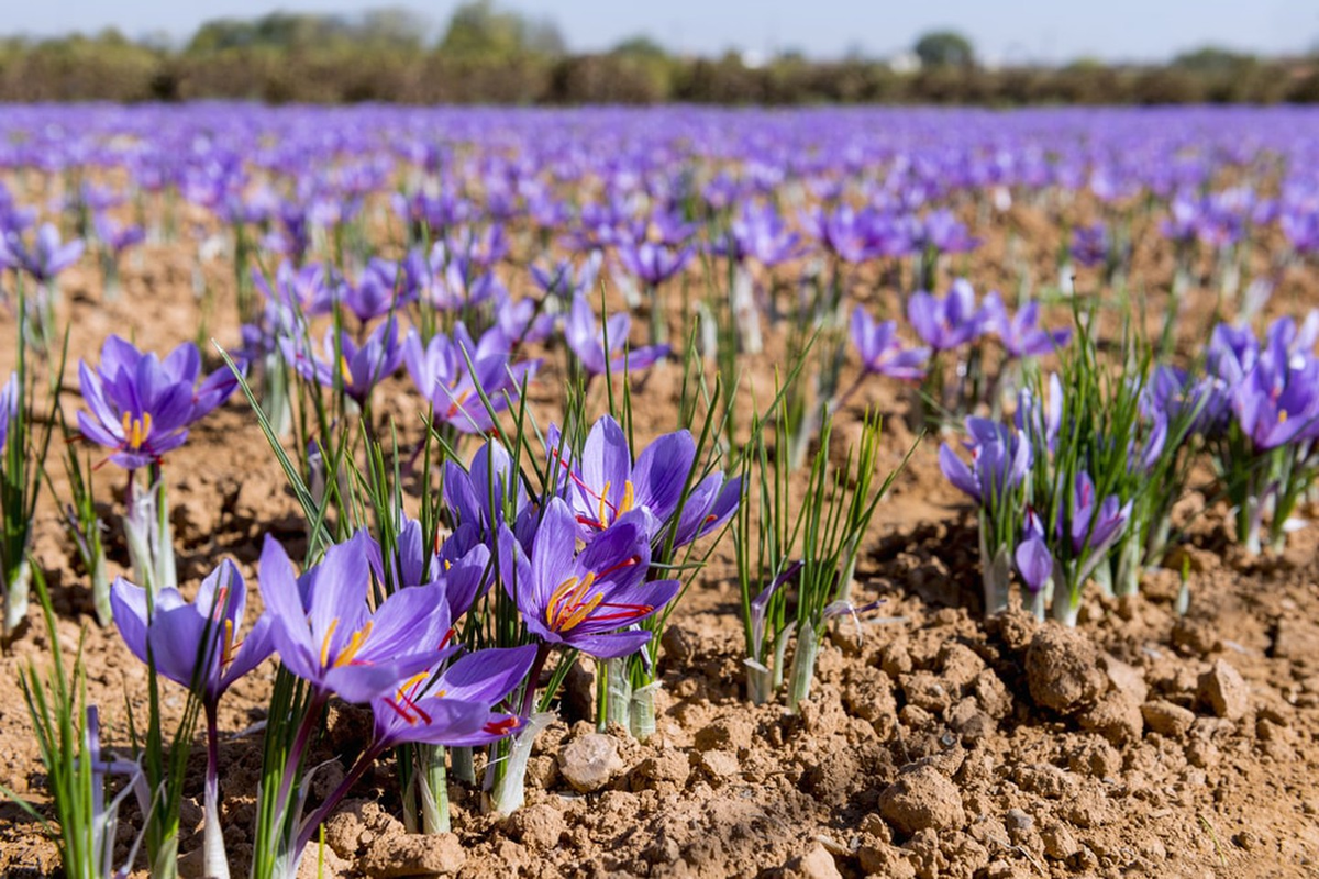 Крокус страна. Крокус Шафран посевной. Шафран посевной (Crocus sativus). Крокус осеннецветущий Шафран посевной. Шафран специя Крокус.