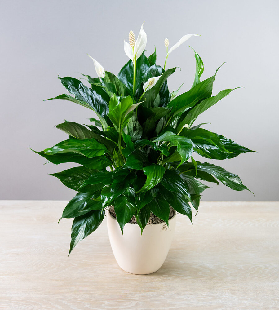 Р¦РІРµС‚РѕРє Lily Peace