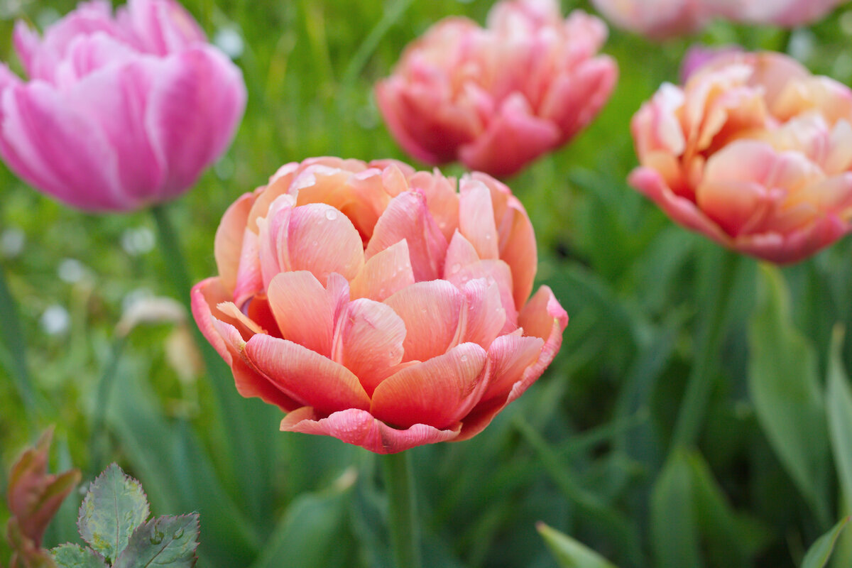Мои тюльпаны. Любимый сад. Lovely garden Дзен