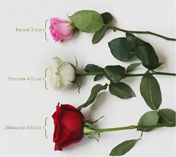 Size rose. Роза Кения Россия Эквадор. Роза Россия Эквадор и Голландия. Роза Эквадор и роза Россия. Голландская и эквадорская роза.