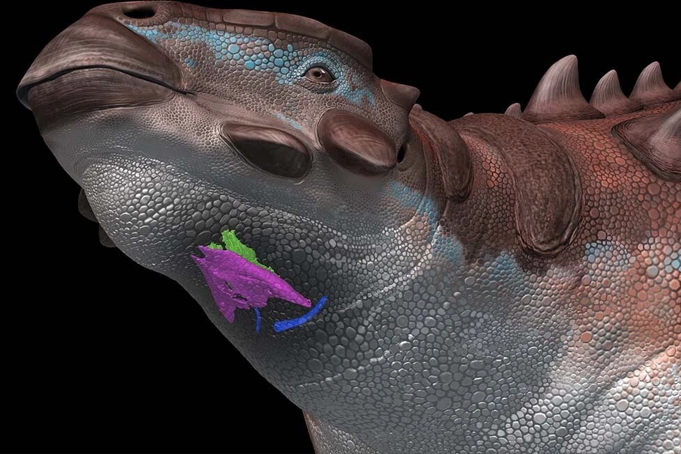     Окаменелый голосовой аппарат динозавра говорит о том, что он мог щебетать, как птица