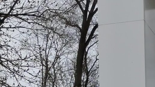 Злая безногая гала дзен Злая безногая гала дзен