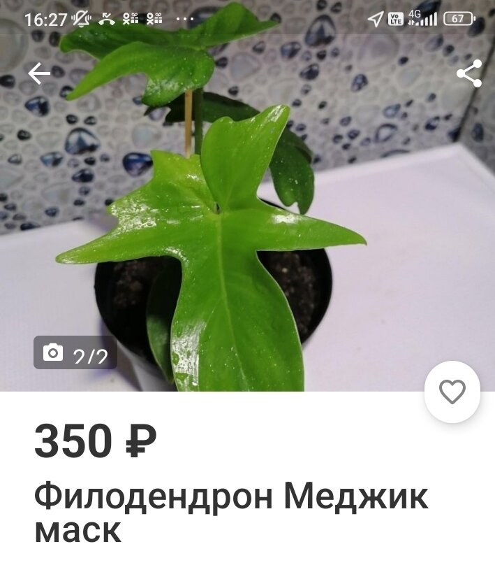 Фото автора.