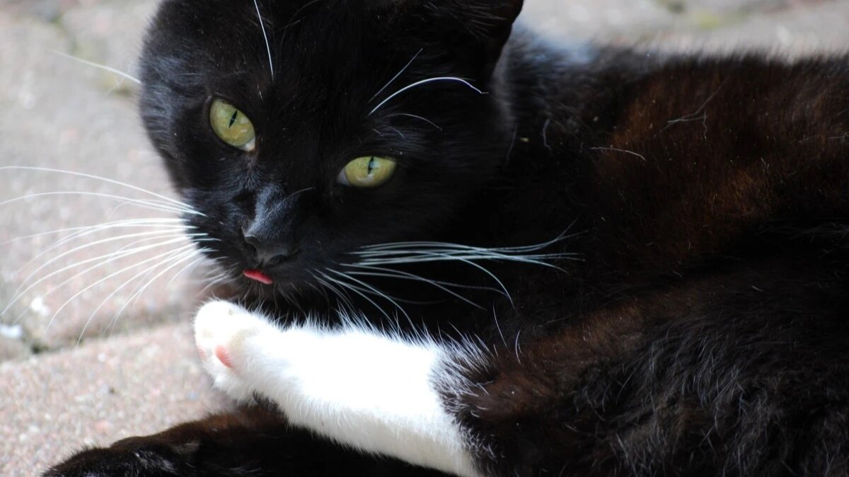 Фото: pxhere.com