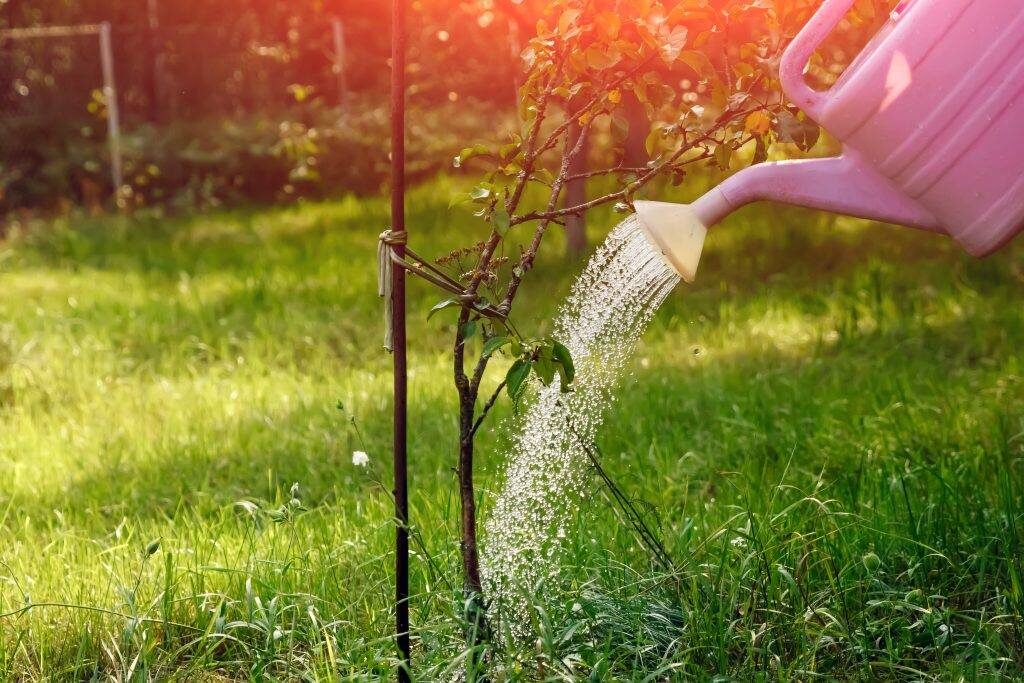 Источник:https://sezon-dacha.ru