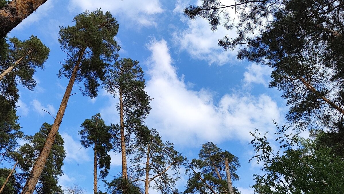     Очередные температурные качели обещают жителям Нижнего Новгорода в ближайшие выходные. Столбики термометров будут колебаться от +8 до +25 градусов, сообщает «Яндекс.Погода».