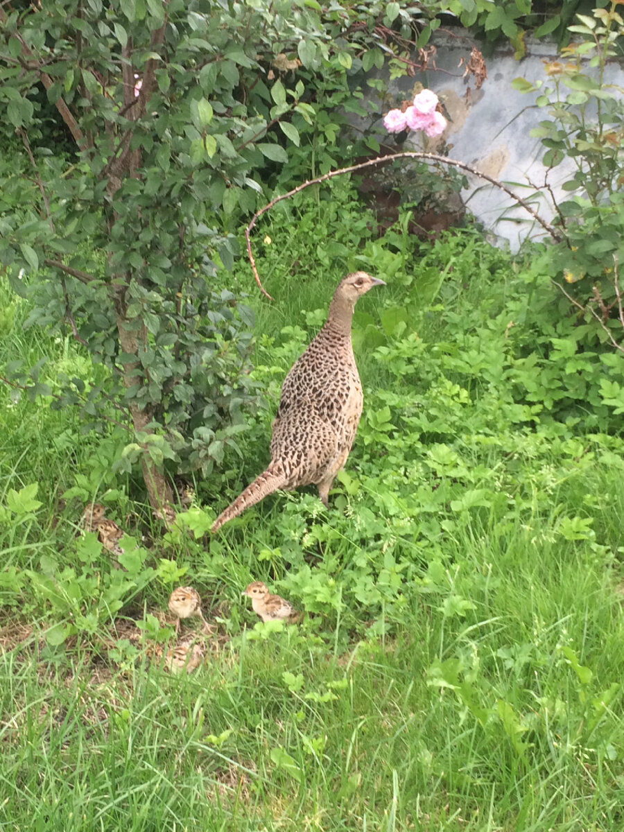 Нежданная гостья :) | Хроника христианина | Дзен