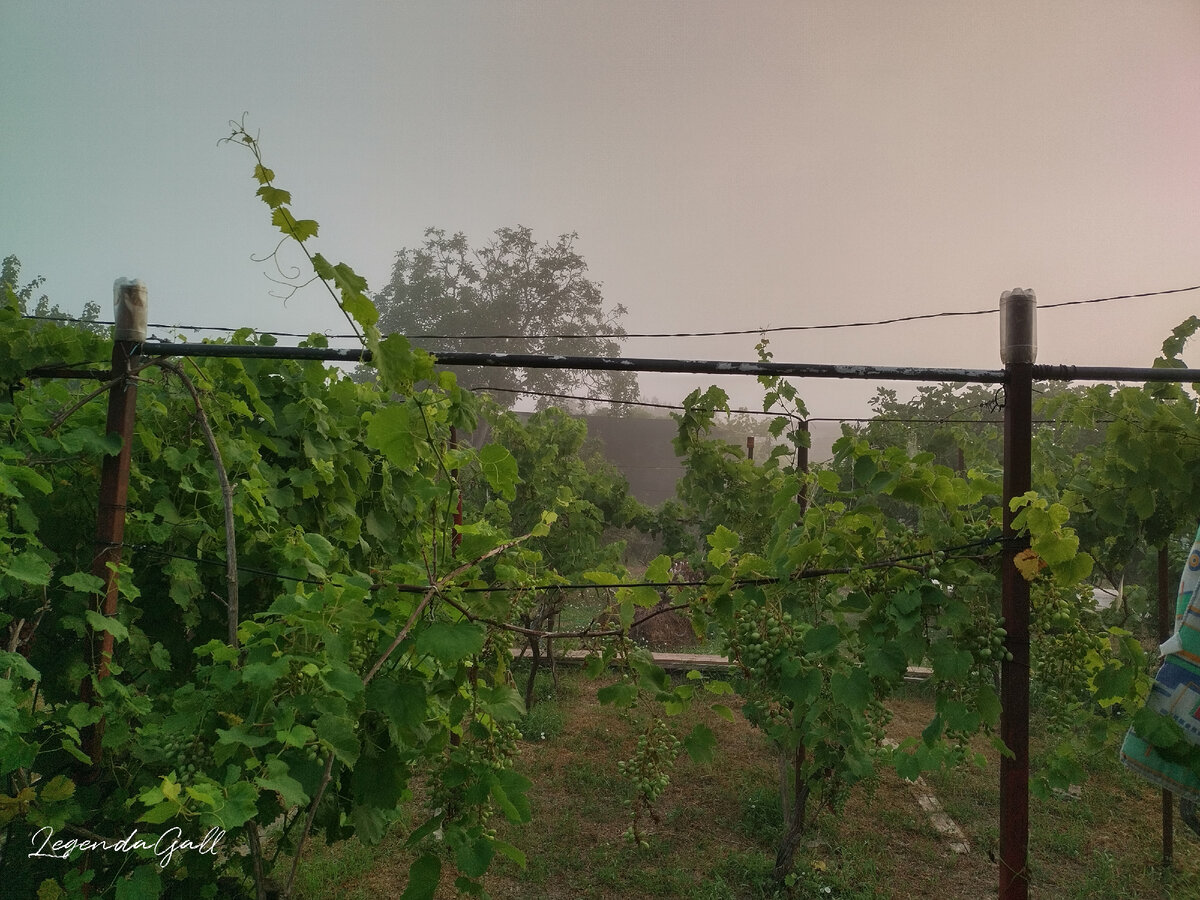 Туманный рассвет над виноградником