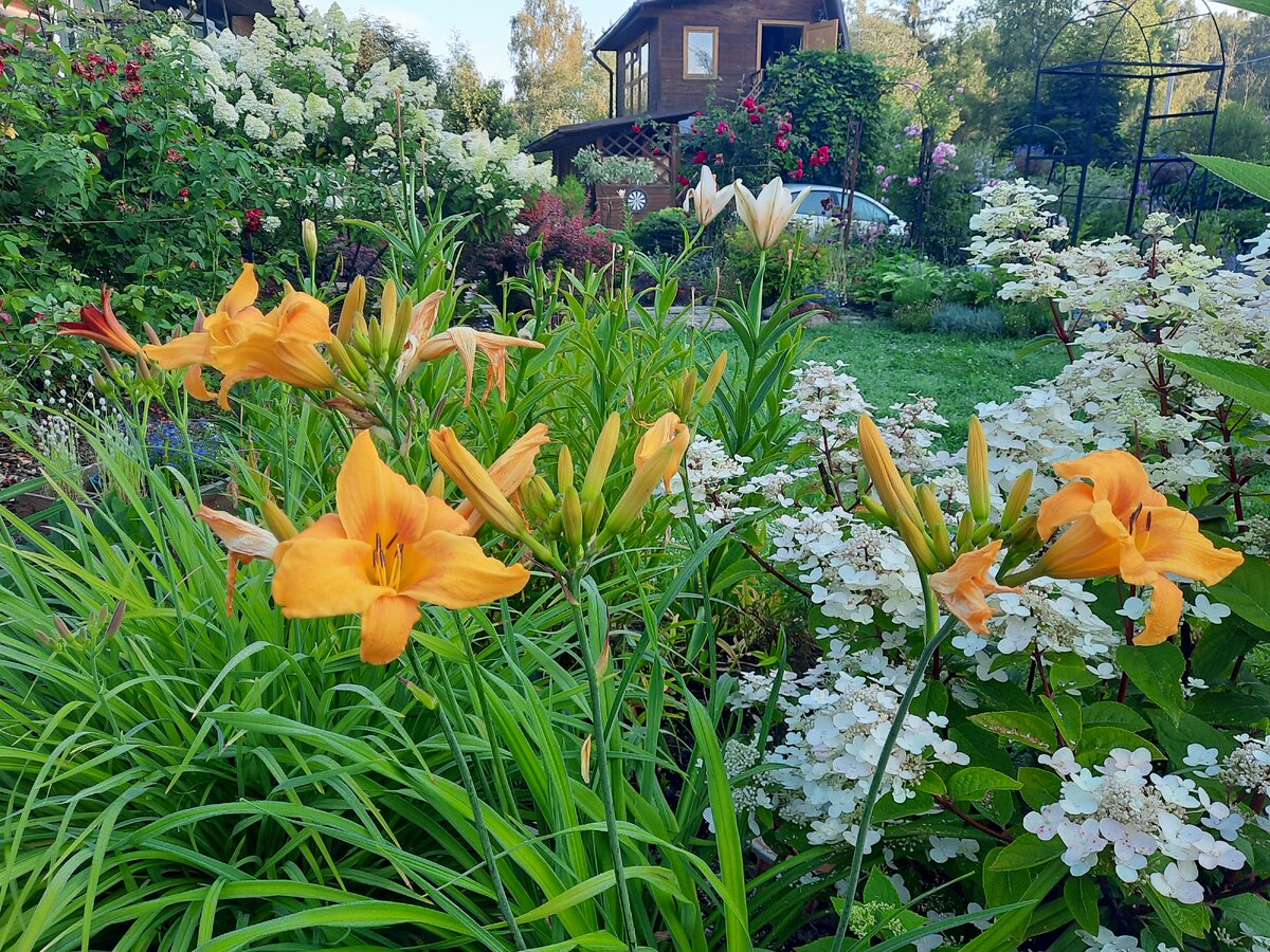 Давно по саду мы не гуляли, уж август наступил. | Дачная авантюристка ...