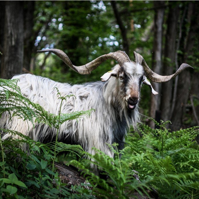 Наверно это козел! - Глава семейства кашемировых коз. Фото с сайта valsesiacashmere.it