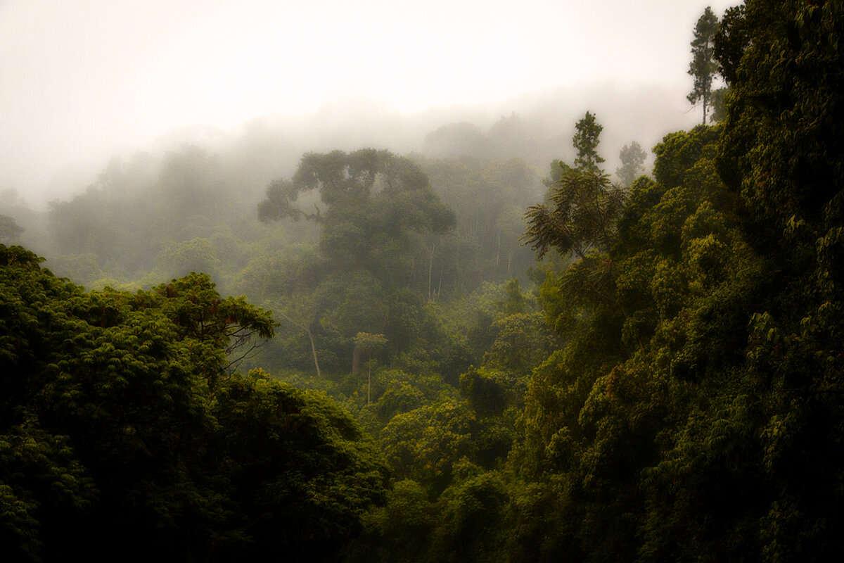 Тропические леса Эфиопии