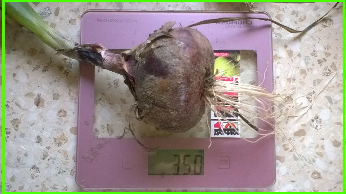 Вот такие луковицы