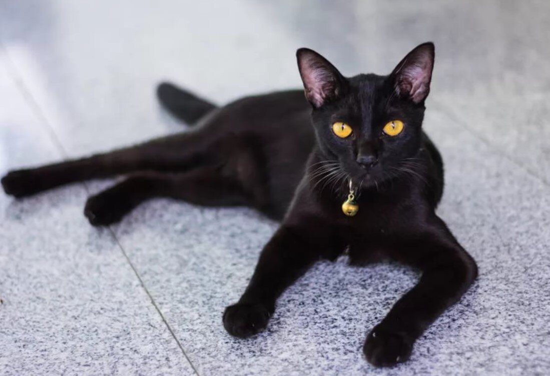 породы черных кошек с фотографиями и названиями