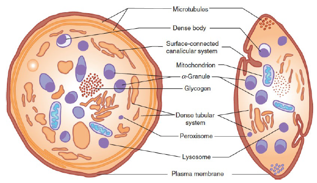 Поперечный срез тромбоцита. Фото взято из Wintrobe's Clinical Hematology.