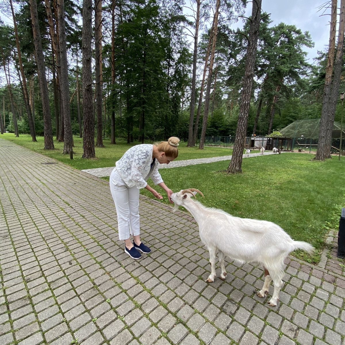 Почти ручная козочка.