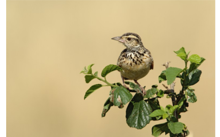 Жаворонок. Фото: Adam Jones / Visuals Unlimited, Inc. / Getty Images