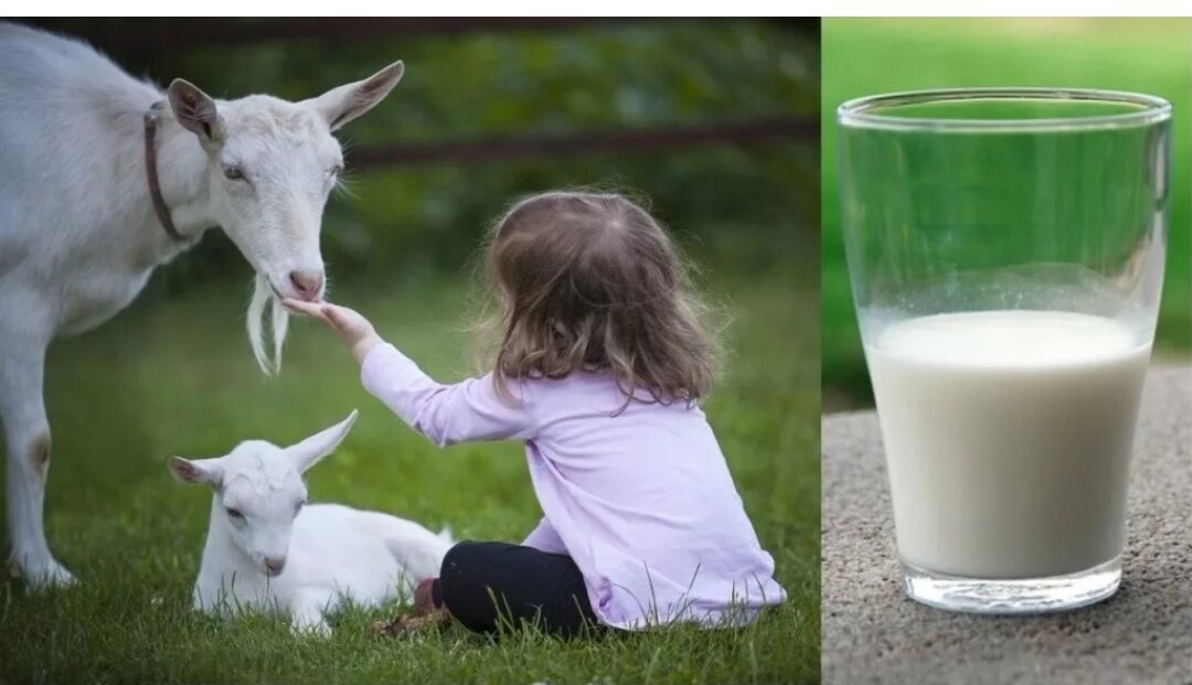 Жирность козьего молока домашнего и фермерского выше, чем от коровы, но это не повод от него отказываться. 
 
Много говорят о том, что аллергики с реакцией на белковые соединения молока от крупного рогатого скота заменяют его козьим, поскольку оно для них безопасно. Было замечено, что когда больные 60-70 дней подряд употребляют его, то появляется шанс избавиться от недуга. 