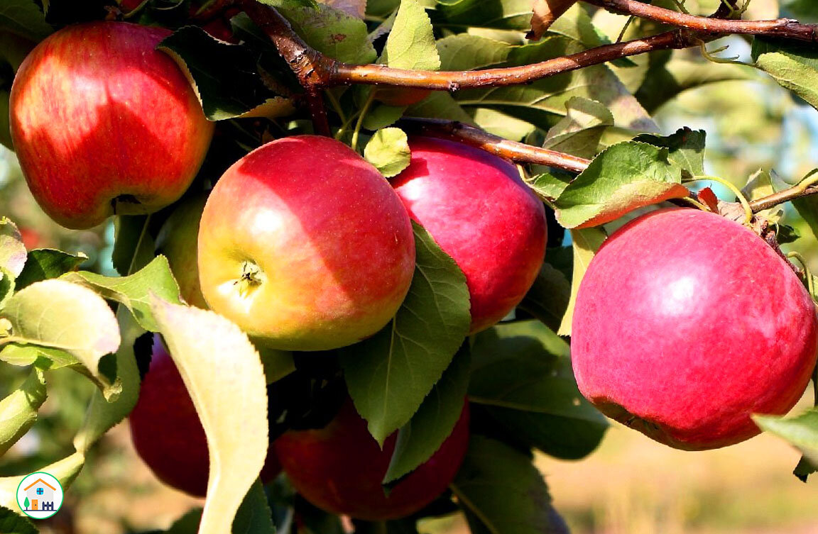 Молодые яблочки.