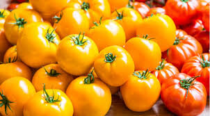 Жёлтые или красные?