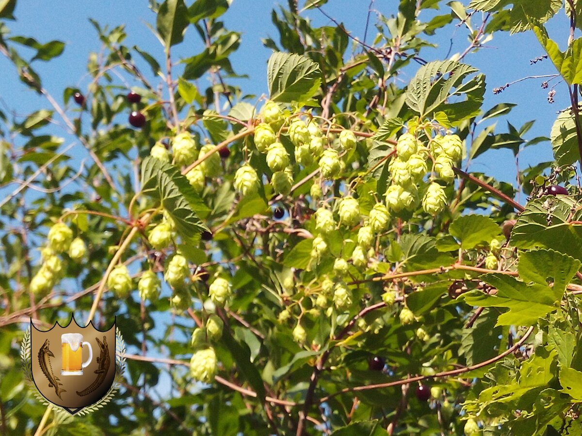 Дикий хмель! Не знаю что за сорт, но урожай надо будет скоро собрать думаю )