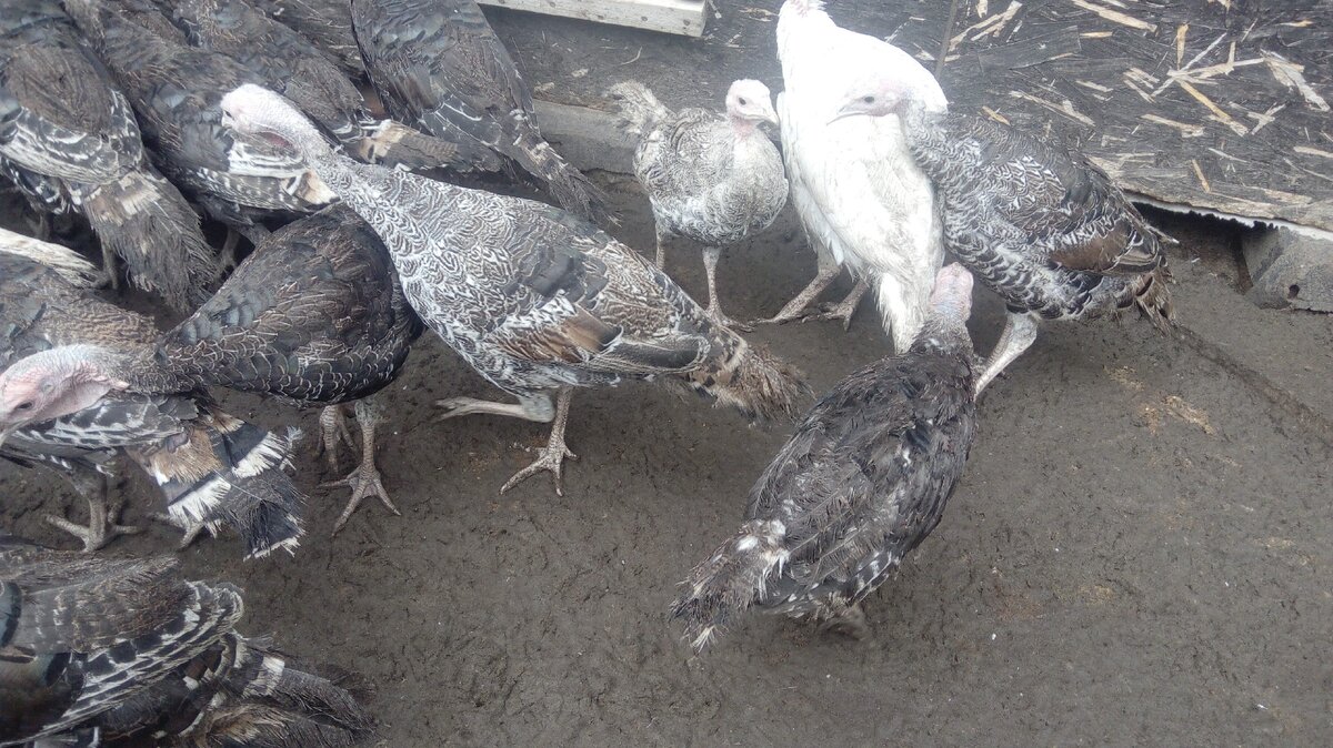 Грязь в вугуле