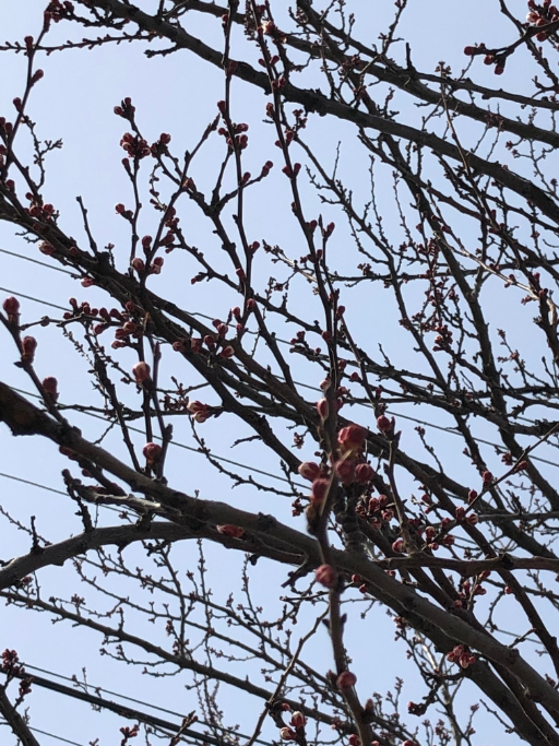 В Круглом лесу весной 2020г. Фото автора