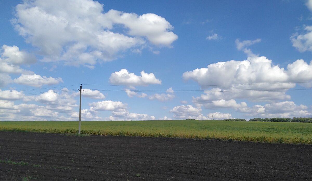 Поля в Корочанской области