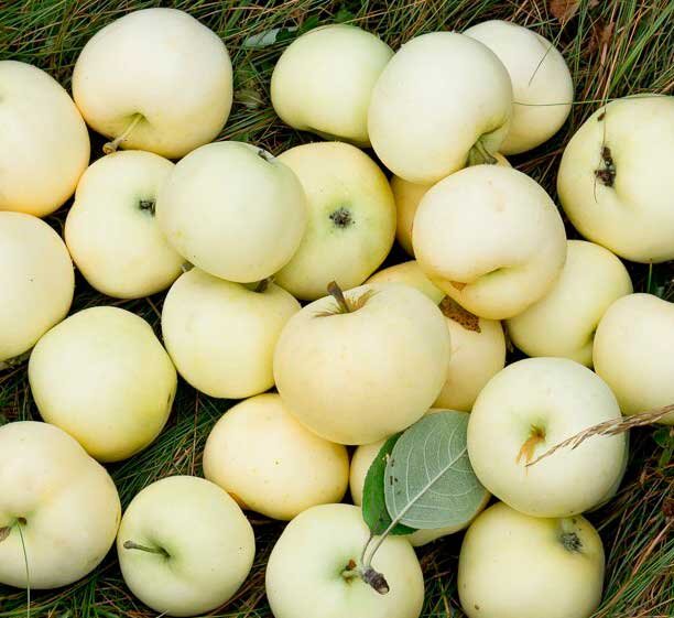 Яблоки с яблони Белый налив