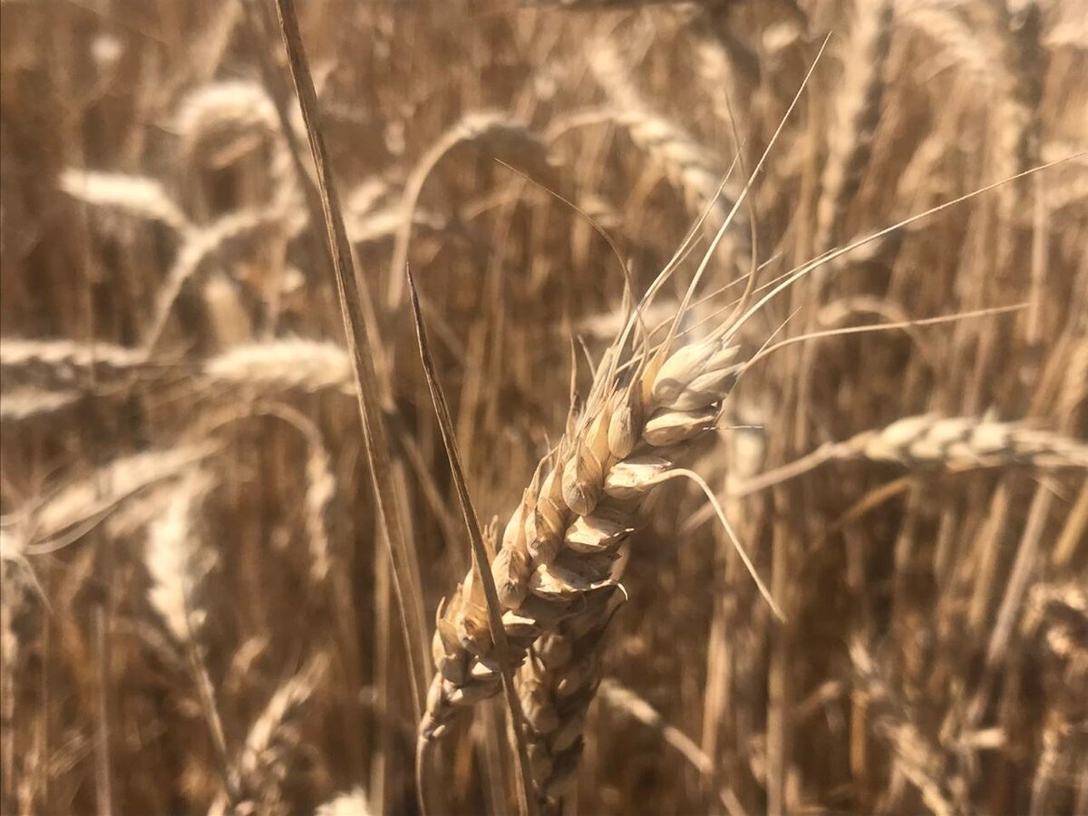Повышаем урожаность озимой пшеницы биопрепаратами